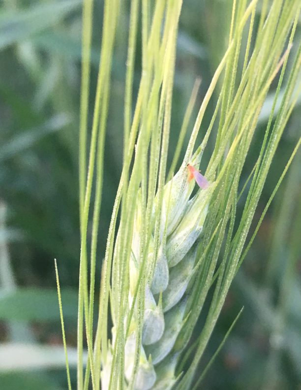 Agronomy-Wheat-Midge